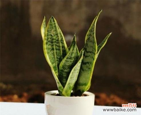 探寻虎皮兰的意义与象征 虎皮兰花的花语与寓意