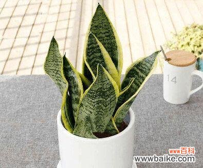 探索虎皮兰的神秘魅力 《虎皮兰的寓意、摆放位置与风水禁忌》