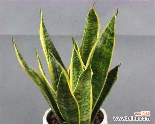 揭示虎皮兰的神秘面纱 虎皮兰的寓意与象征风水