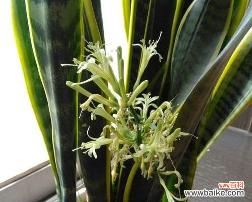 揭示虎皮兰的神秘面纱 虎皮兰的寓意与象征风水