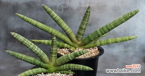 揭示虎皮兰的神秘面纱 虎皮兰的寓意与象征风水