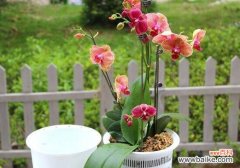 蝴蝶兰的含义 蝴蝶兰