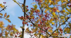 一朵绚烂的花 花椒开花的美丽与寓意