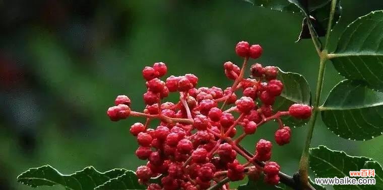 一朵绚烂的花 花椒开花的美丽与寓意