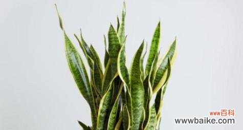 探索虎尾兰在室内风水中的奥秘 虎尾兰的风水象征与寓意