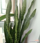 探寻虎皮兰开花的奥秘 虎皮兰开花的寓意与象征