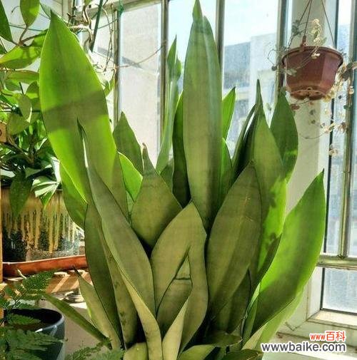 生命之美绽放——虎皮兰花的象征意义 虎皮兰开花的寓意与象征