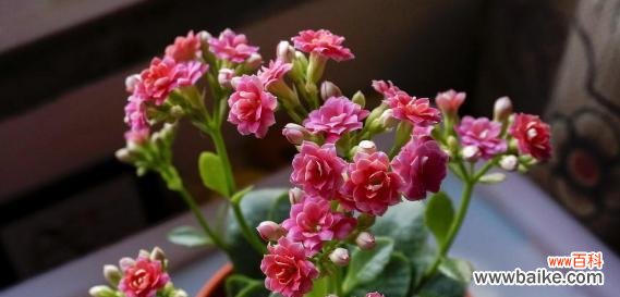 养花爆盆的方法解析 以花开爆盆,打造绚丽花园