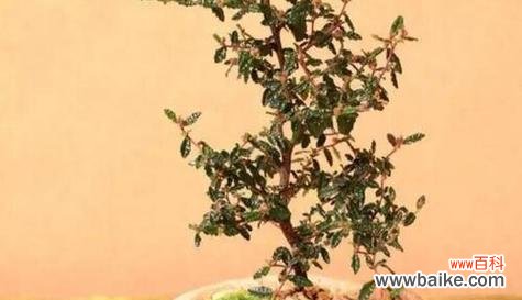 探寻花椒树在风水中的重要性与象征意义 花椒树的风水作用与寓意