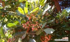 探寻花椒树在风水中的重要性与象征意义 花椒树的风水作用与寓意