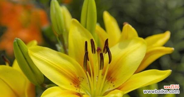 馥郁芬芳中透露着纯洁与美好 黄百合——自由与希望的象征