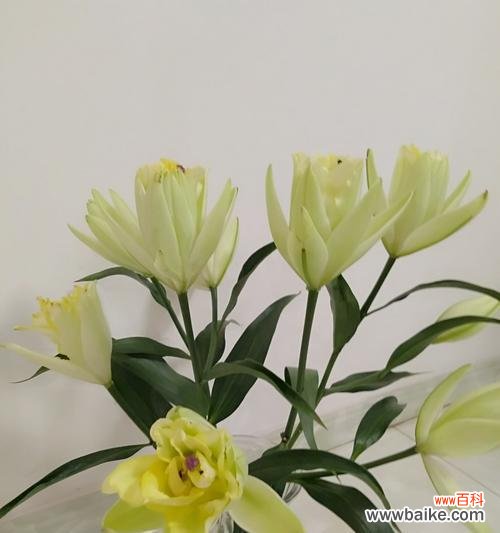 馥郁芬芳中透露着纯洁与美好 黄百合——自由与希望的象征