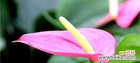 点燃希望与浪漫的花光 以花烛的花语及其象征寓意