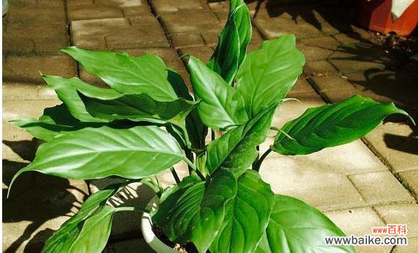 探索花叶万年青的风水功效 花叶万年青的风水寓意与摆放位置