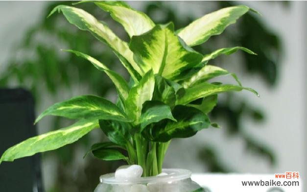 探索花叶万年青的风水功效 花叶万年青的风水寓意与摆放位置