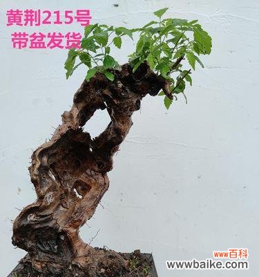 以黄荆树为主的盆景在风水学中的重要性 黄荆盆景的风水寓意与作用