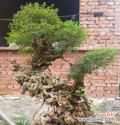 以黄荆树为主的盆景在风水学中的重要性 黄荆盆景的风水寓意与作用