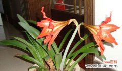 探秘黄金兰的花语与寓意 黄金兰花语与寓意——繁荣昌盛的象征