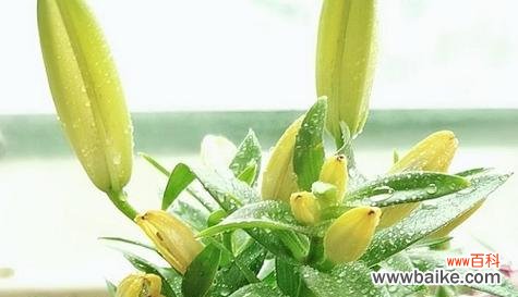 黄百合花 探秘黄百合花的花语与寓意