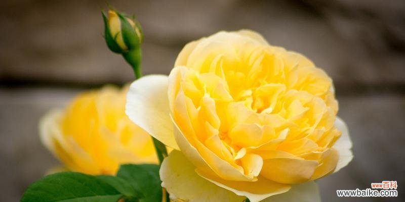 探寻黄玫瑰花的美和内涵 黄玫瑰花的象征意义