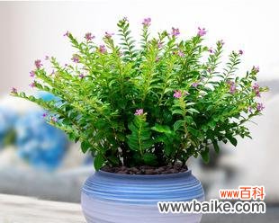 拥有满天星风水 满天星风水的寓意与作用