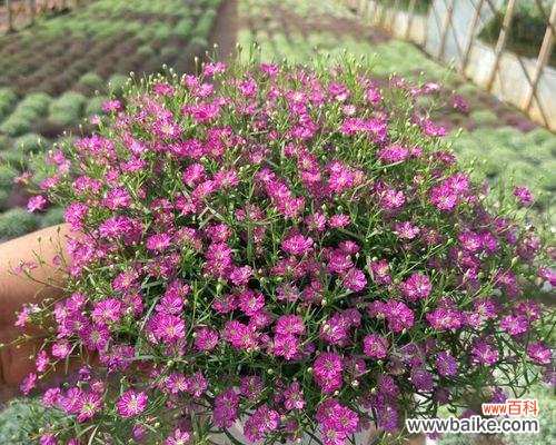 拥有满天星风水 满天星风水的寓意与作用