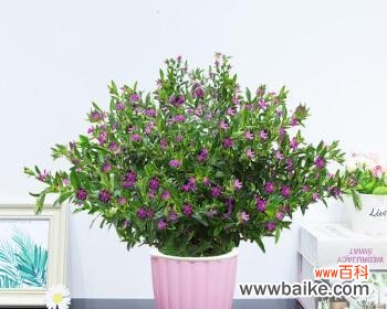 拥有满天星风水 满天星风水的寓意与作用