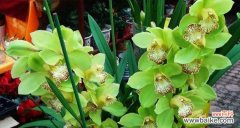 揭秘花语中的财运奥秘 花语带来发财好运