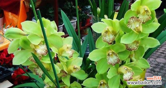 揭秘花语中的财运奥秘 花语带来发财好运