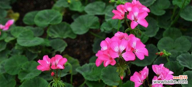 香气醉人 天竺葵的花语及代表意义