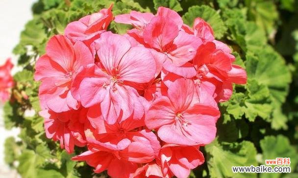 香气醉人 天竺葵的花语及代表意义