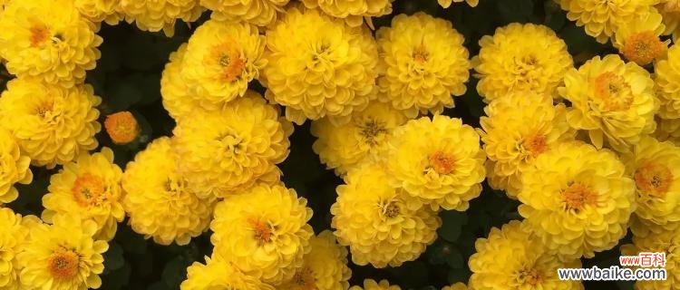 探索黄菊花的神秘花语 黄菊花的花语及其寓意