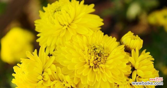 探索黄菊花的神秘花语 黄菊花的花语及其寓意