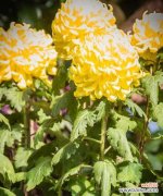 探寻黄菊花的象征意义和传递的情感信息 以黄菊花代表的花语