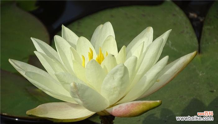 探寻黄色睡莲的美丽花语与深意 黄色睡莲的花语与寓意