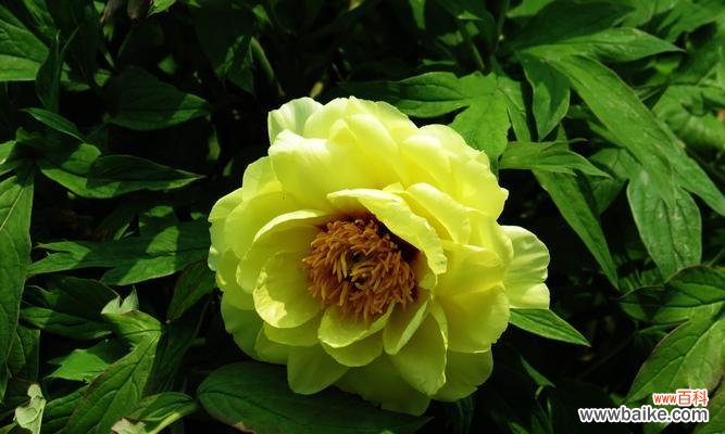 探索黄色牡丹花的文化内涵与象征意义 黄色牡丹花的象征意义与寓意