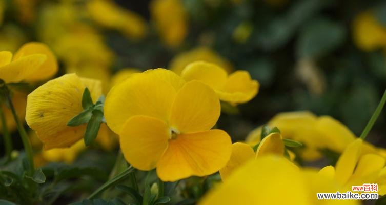揭开黄色花朵的神秘面纱 黄色花的意义与象征