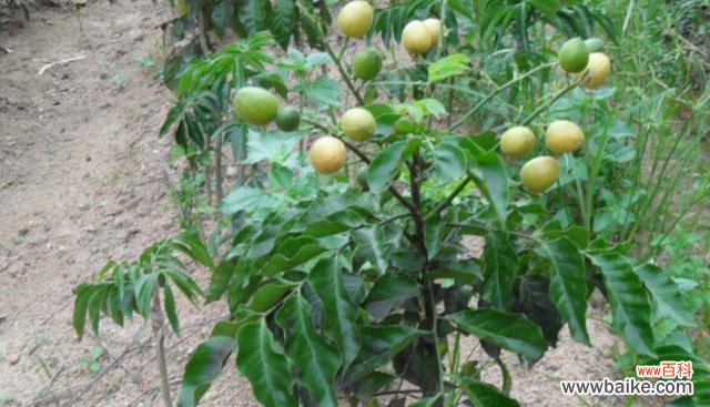 探索黄皮果树的吉祥之道 黄皮果树的风水寓意和摆放位置