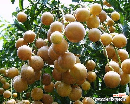 探索黄皮果树的吉祥之道 黄皮果树的风水寓意和摆放位置