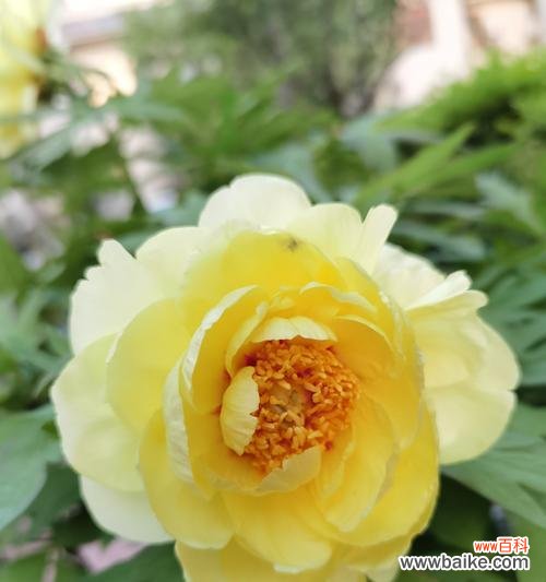 传承之美 黄牡丹花的象征意义及文化内涵