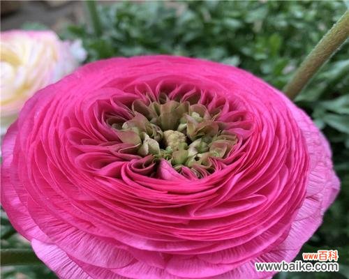 传承之美 黄牡丹花的象征意义及文化内涵