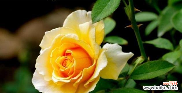 传达温暖和友谊的黄玫瑰 黄玫瑰的花语和代表意义