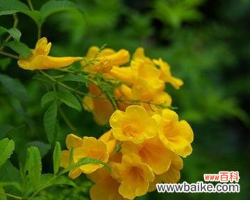 探索黄莺花的花语与象征意义 黄莺花的美丽与寓意