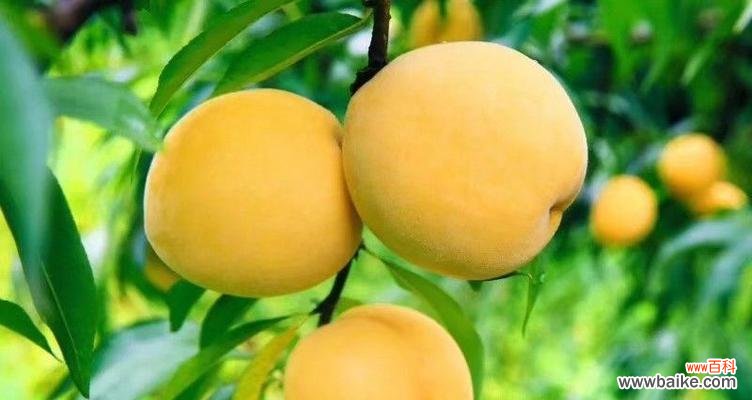 黄桃的象征意义及文化背景 黄桃