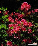 美丽的杜鹃花在黄山传递的信息 黄山市花杜鹃花的象征与意义