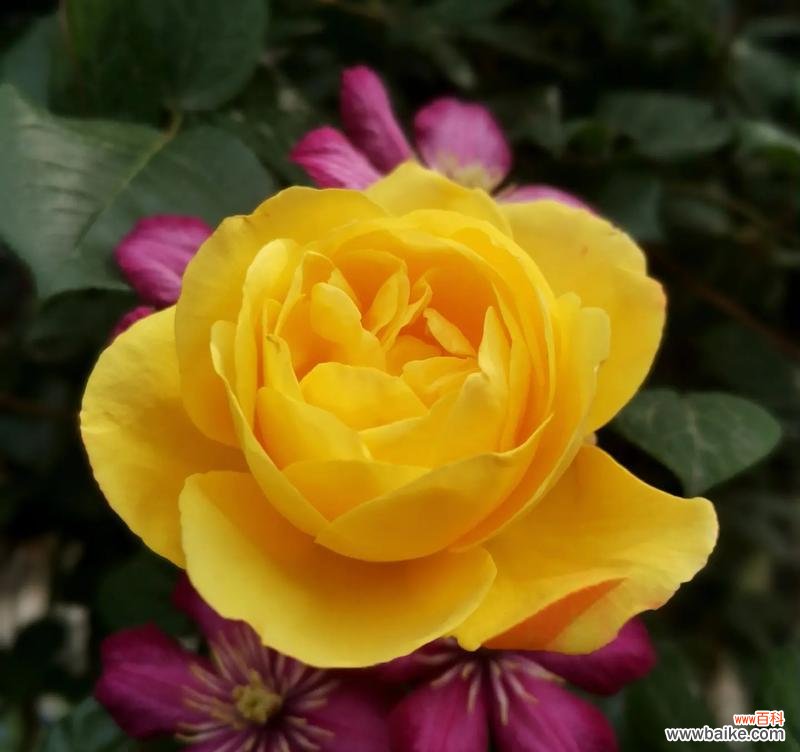 探究黄色月季花所代表的意义和象征性 黄色月季花的寓意与象征