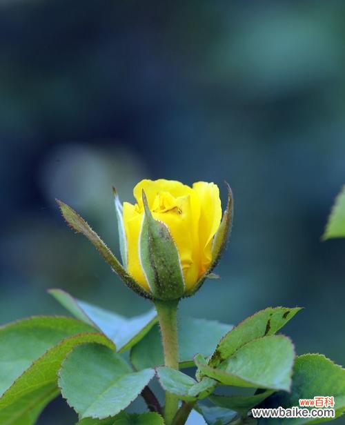 探究黄色月季花所代表的意义和象征性 黄色月季花的寓意与象征