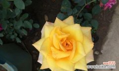 探究黄色月季花所代表的意义和象征性 黄色月季花的寓意与象征