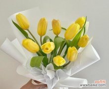 探索黄色郁金香的花语及象征之谜 黄色郁金香的花语与象征意义