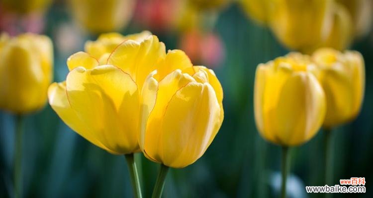探索黄色郁金香的花语及象征之谜 黄色郁金香的花语与象征意义